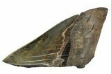 Partial Fossil Megalodon Tooth - Serrated Blade #106945-1